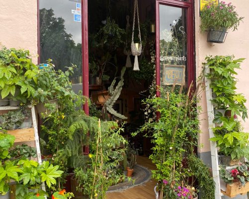 Speak in Plants (1)