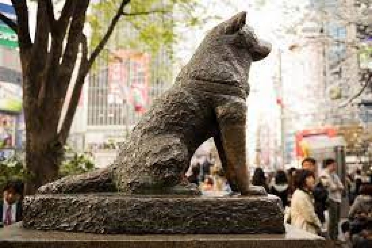 hachiko